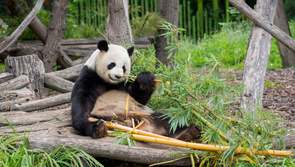 Giant panda at Berlin Zoo