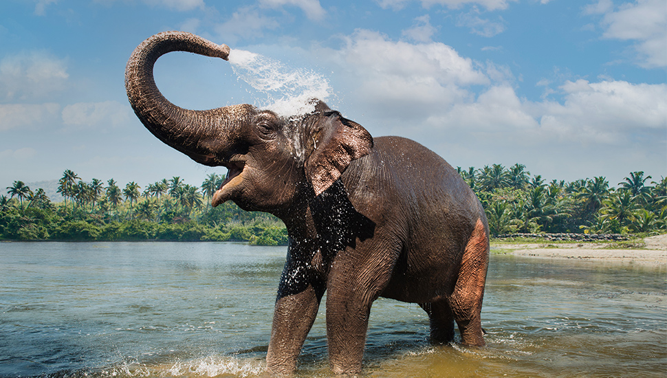 Elephant washing and splashing water through the trunk in the river