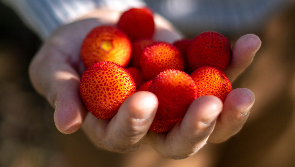 Arbutus berries, used for Medronho
