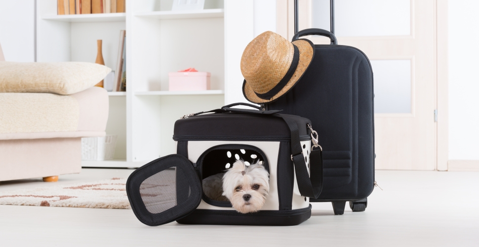 Pets on a Plane Taking Your Furry Friends Overseas starttravel.co.uk