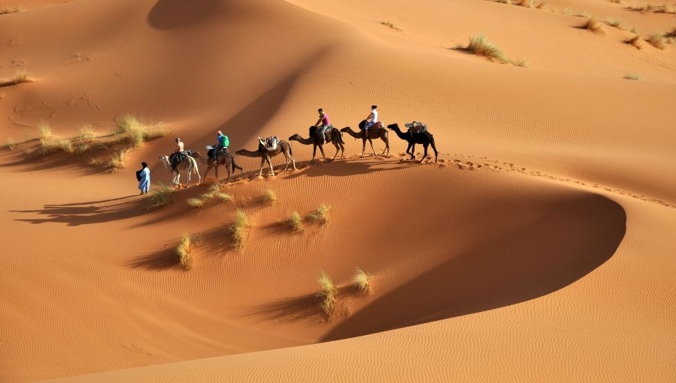 Camel treking in the Sahara Desert