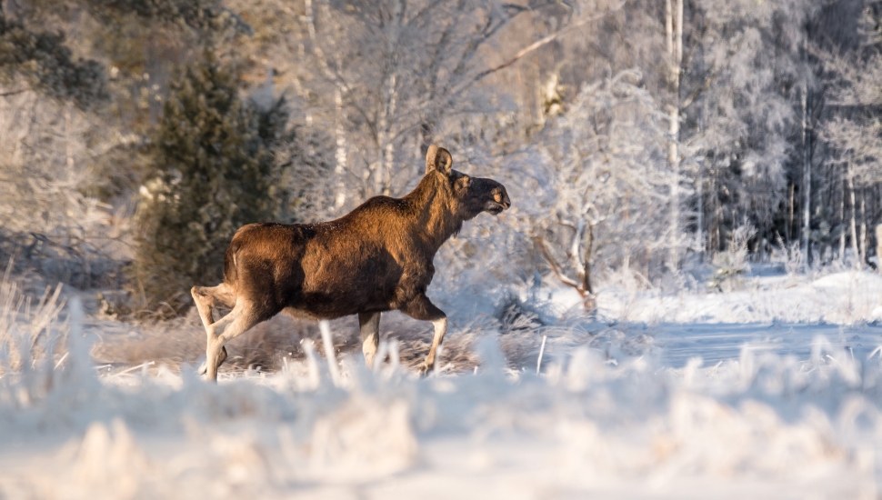 Mother moose trotting in snow on a sunny winter day in Sweden