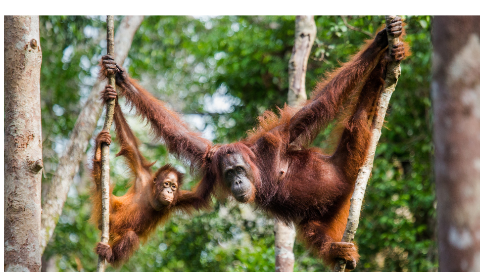 Orangutan mother and baby in Borneo