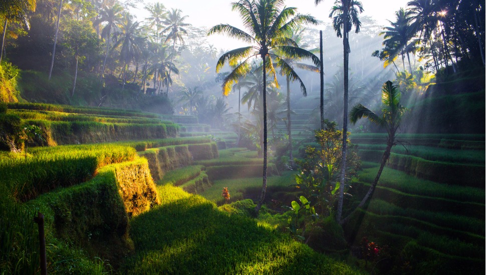 Tegallalang rice terraces