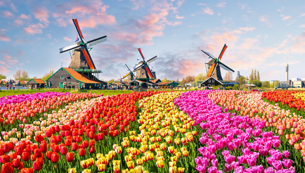 Windmills and tulips in Holland