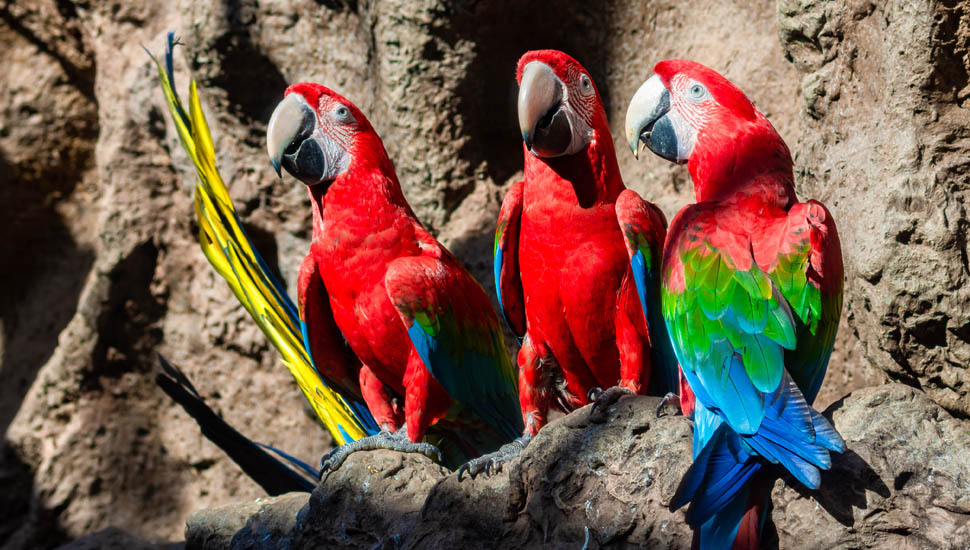 Loro Parque Tenerife