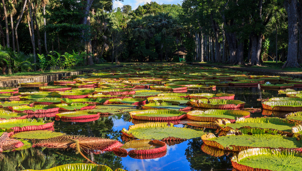 Victoria Amazonica lilies in Pamplemousses Boticanal Gardens, Mauritius