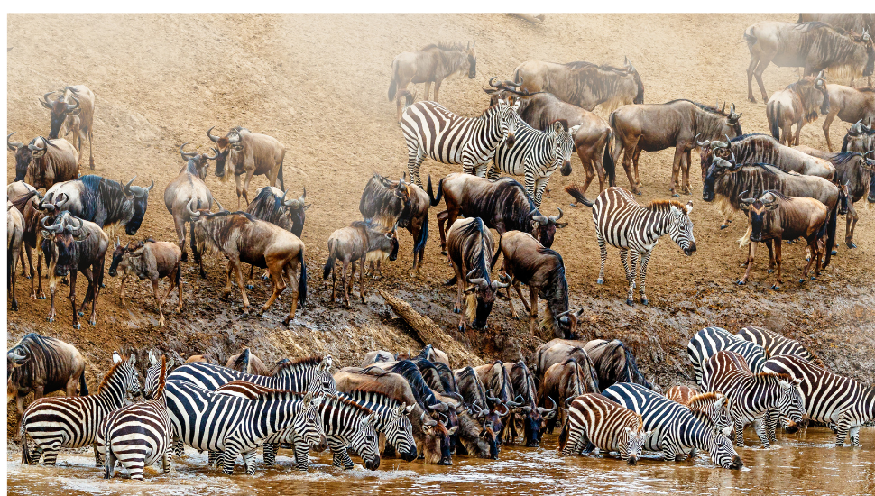 The Great Migration, Masai Mara, Kenya
