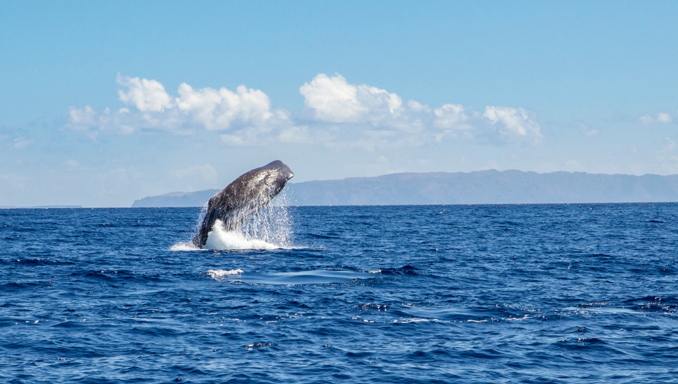 Sperm whale off the coast of Madeira