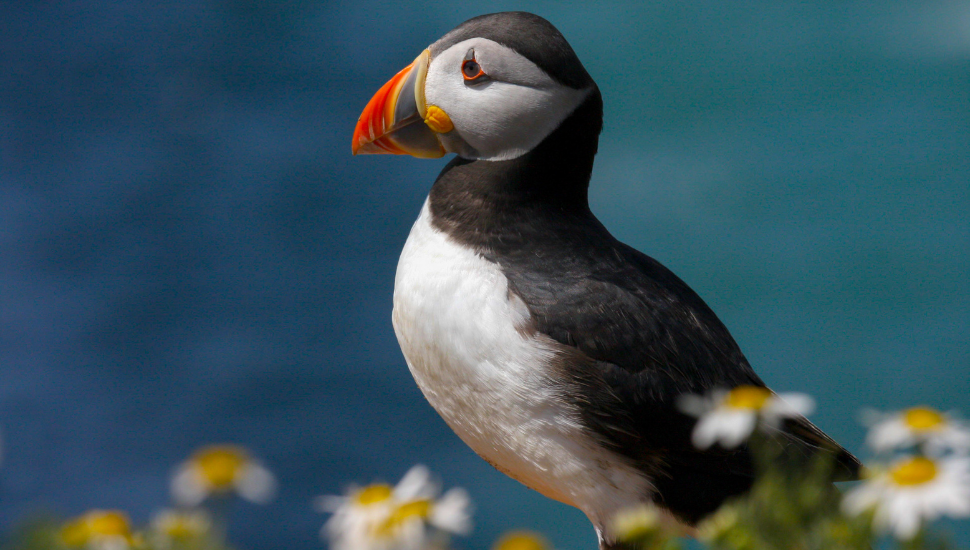 Puffin on Skomer Island, Wales