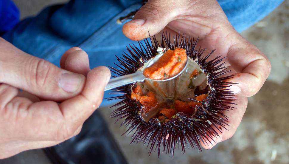 Eating fresh sea urchin