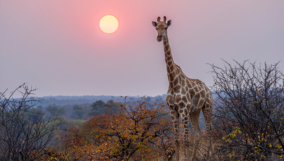 Giraffe in Sunset
