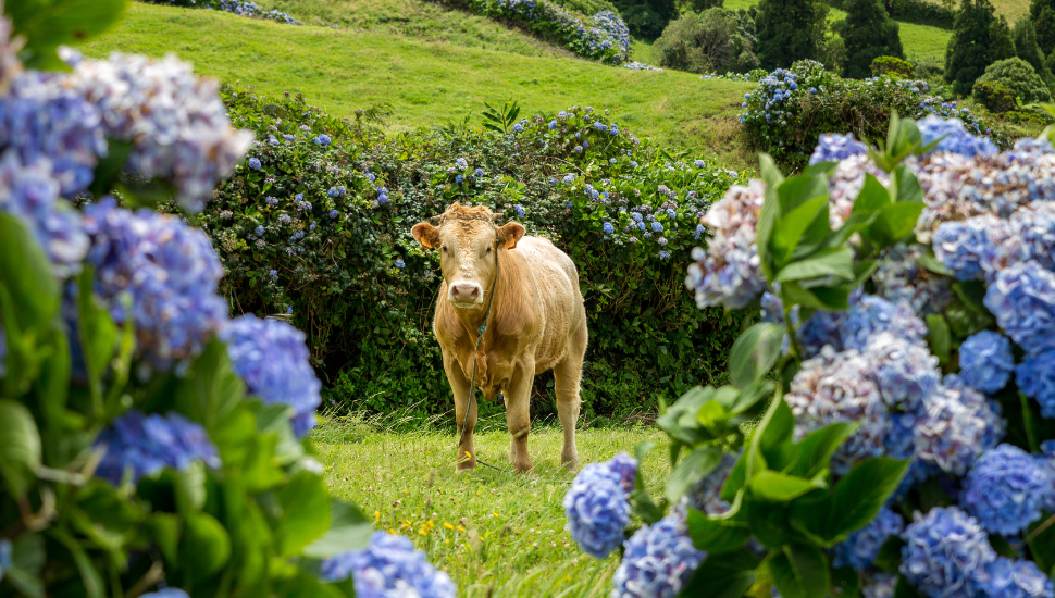 Cow framed by colourful hydrangea on Faial, Azores, Portugal
