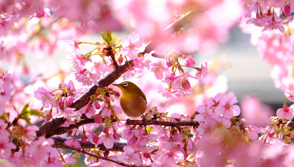 Cherry blossom in Kyoto in Spring