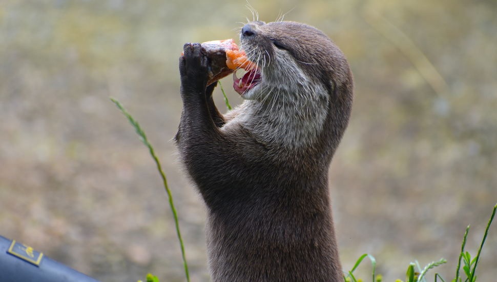 Otter in the UK