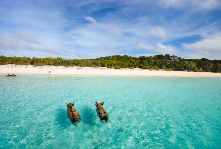 7 Islands Ruled By Animals - Start Travel