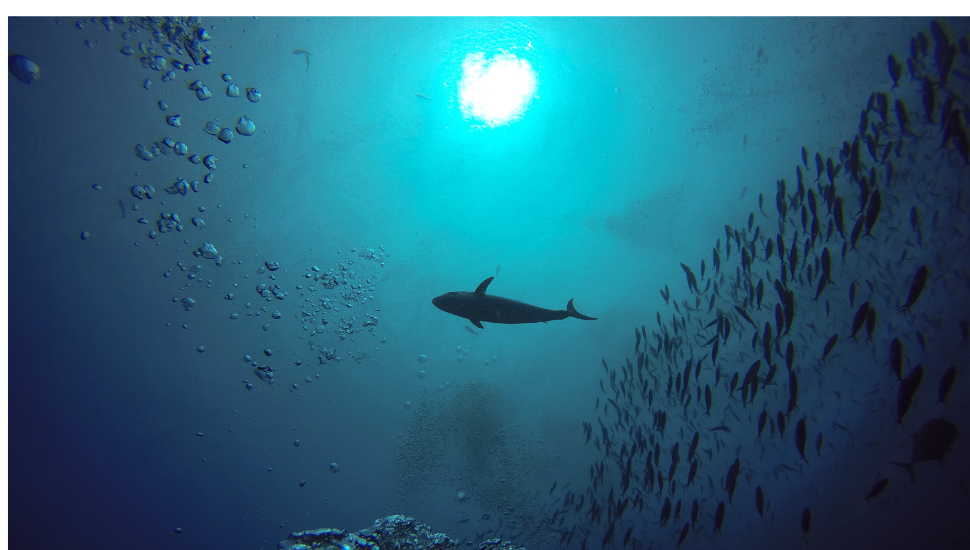 Giant Trevally fish above scuba divers in Raja Ampat, Indonesia