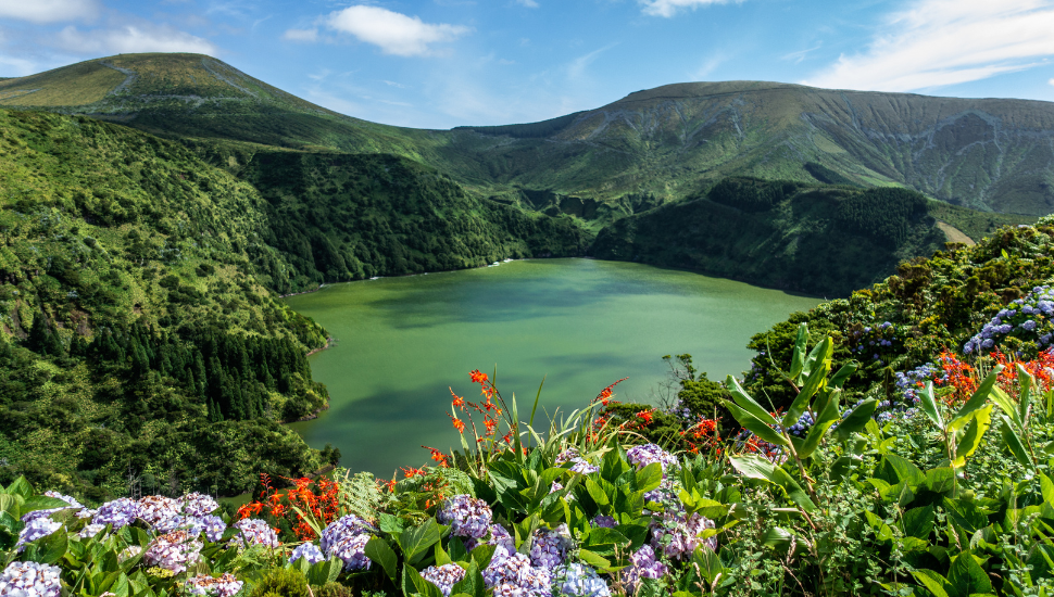Flowers at Lagoa Funda das Lajes on Flores island, The Azores, Portugal